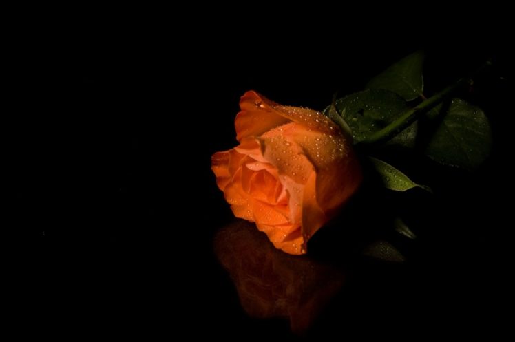 rose, Orange, Drops HD Wallpaper Desktop Background