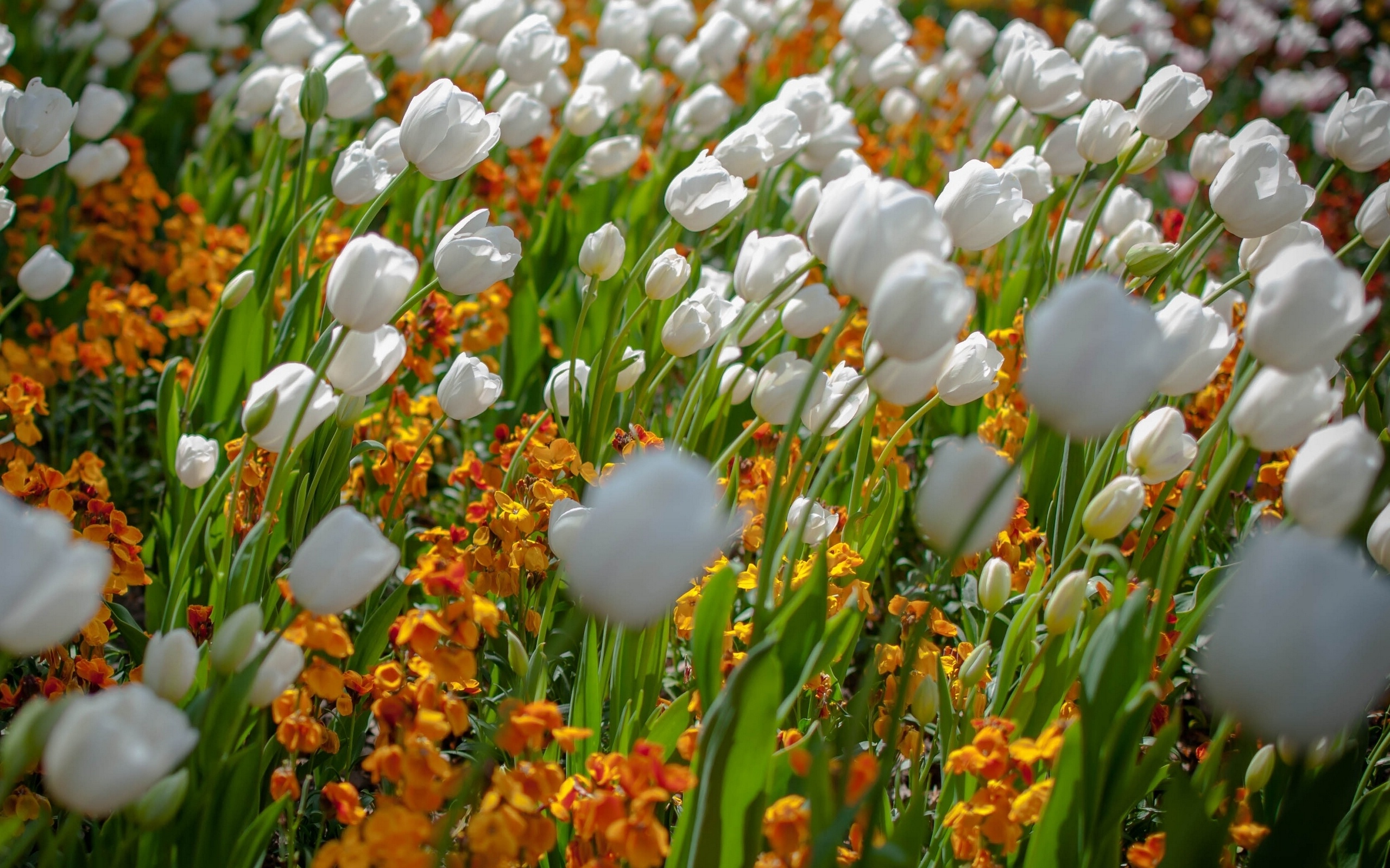 tulips Wallpaper