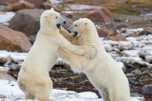 polar, Bears