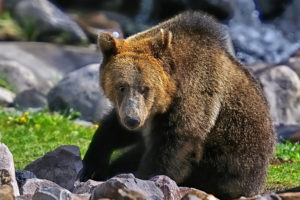 grizzly, Bear