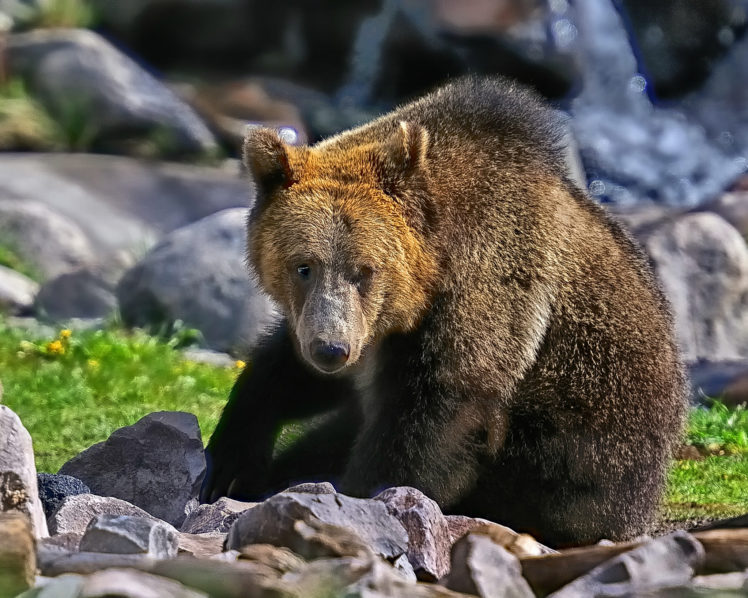 grizzly, Bear HD Wallpaper Desktop Background