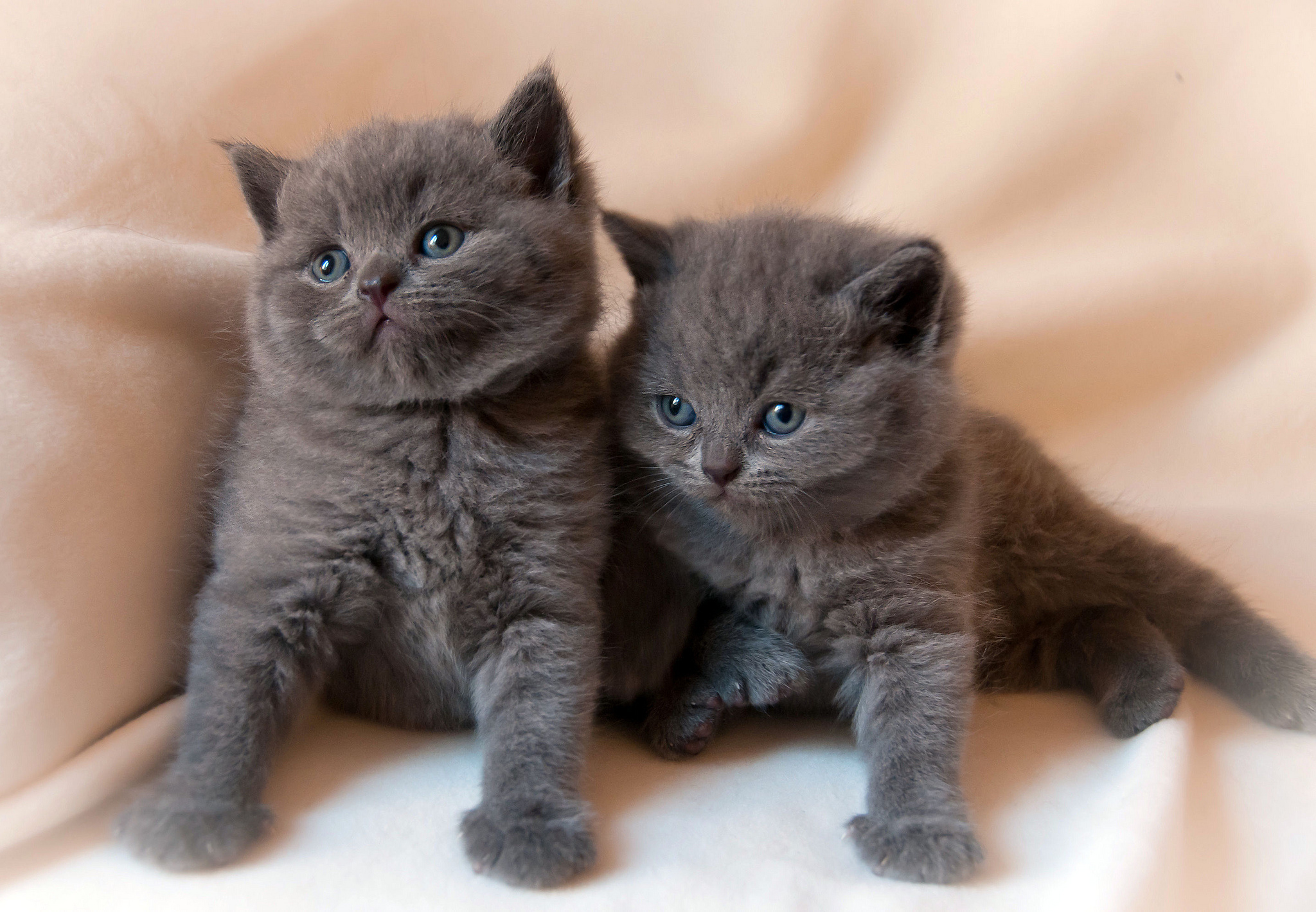 kittens, Baby, Kitten, Cat Wallpapers HD / Desktop and ...