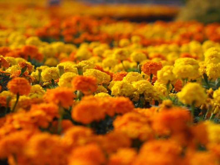 marigolds, Bokeh HD Wallpaper Desktop Background