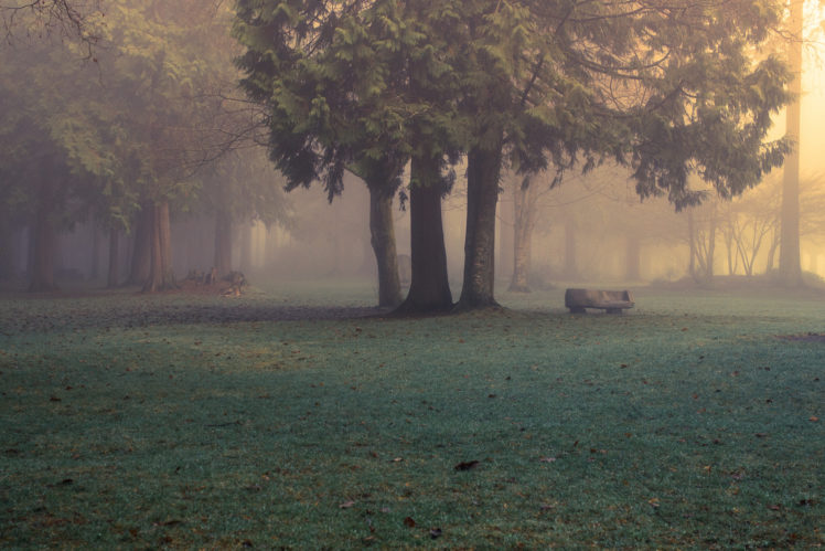 nature, Forest, Park, Fog, Morning, Bench, Mood HD Wallpaper Desktop Background