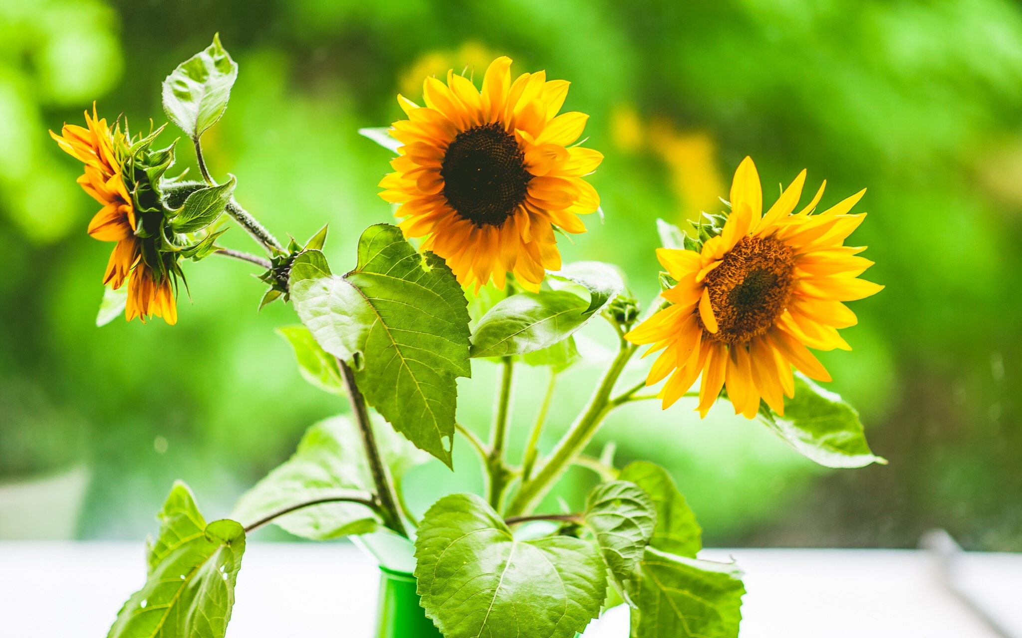 sunflowers, Sunflower Wallpaper