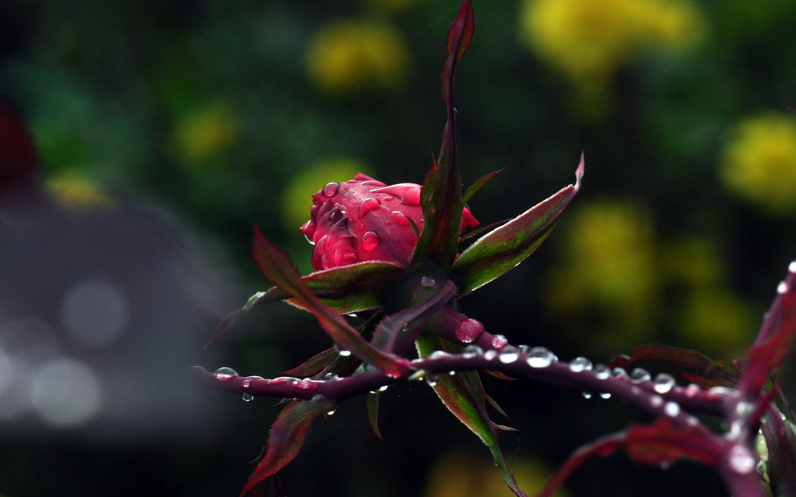 flower, About, To, Open Wallpaper