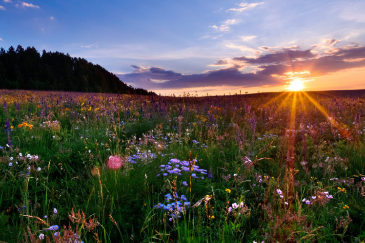 colorado, Meadow, Sunset, Flowers HD Wallpaper Desktop Background