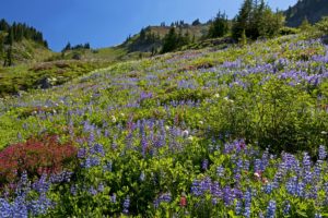 flowers, Lupine, Mountain, Prairie, Bokeh