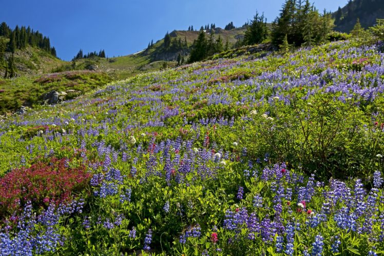 flowers, Lupine, Mountain, Prairie, Bokeh HD Wallpaper Desktop Background