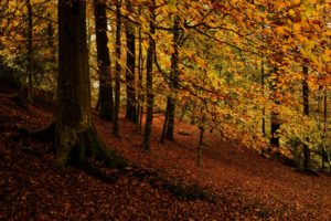 forest, Trees, Leaves, Autumn
