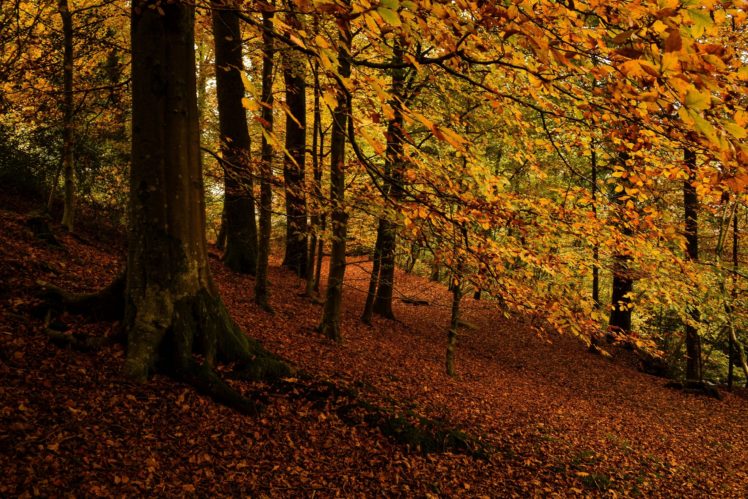 forest, Trees, Leaves, Autumn HD Wallpaper Desktop Background