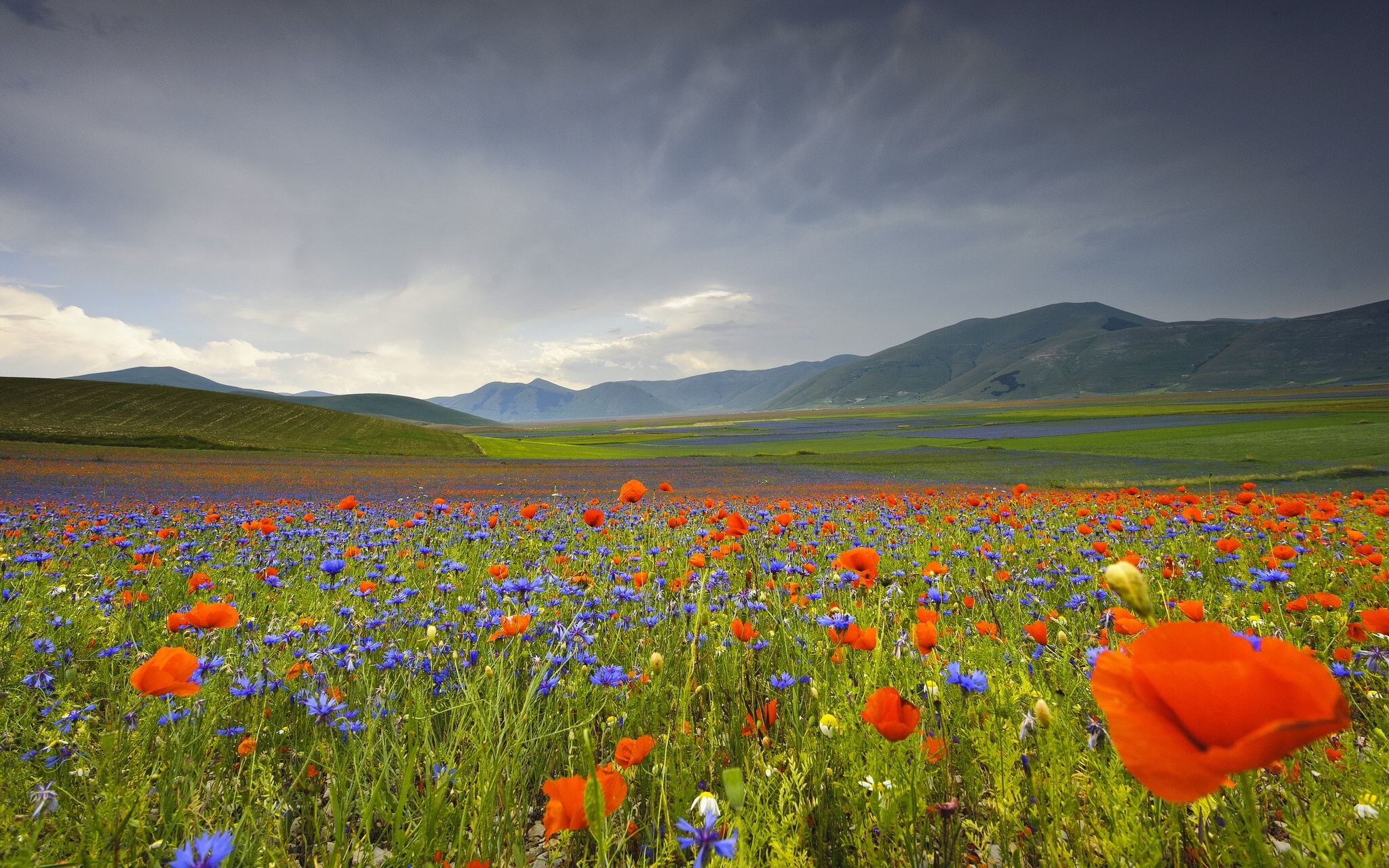 Italy Landscape Flowers Poppies Cornflowers Mountains Meadow