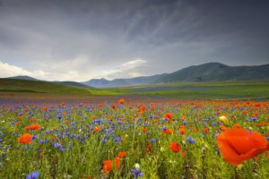 italy, Landscape, Flowers, Poppies, Cornflowers, Mountains, Meadow