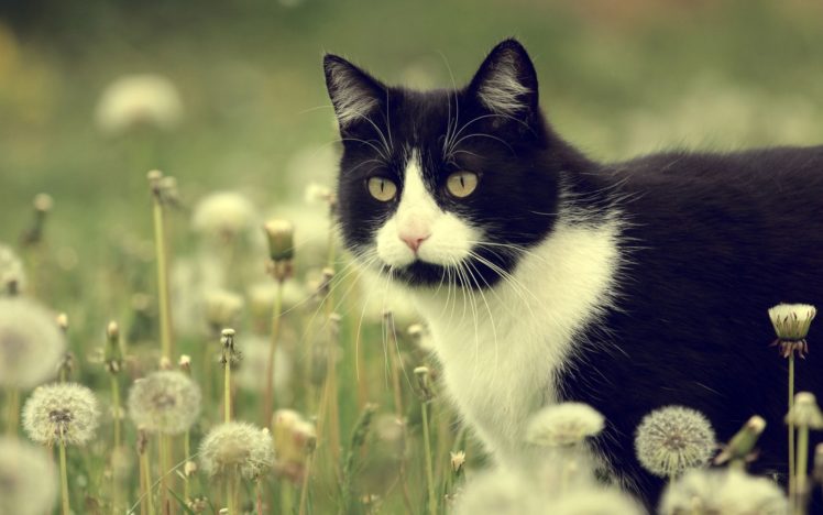 cat, Dandelions, Flowers, Meadow HD Wallpaper Desktop Background