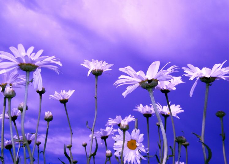 daisies, Sky, Close up, Bokeh HD Wallpaper Desktop Background