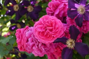 roses, Clematis