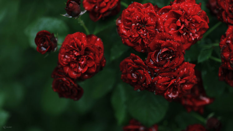 roses, Flowers, Drops HD Wallpaper Desktop Background