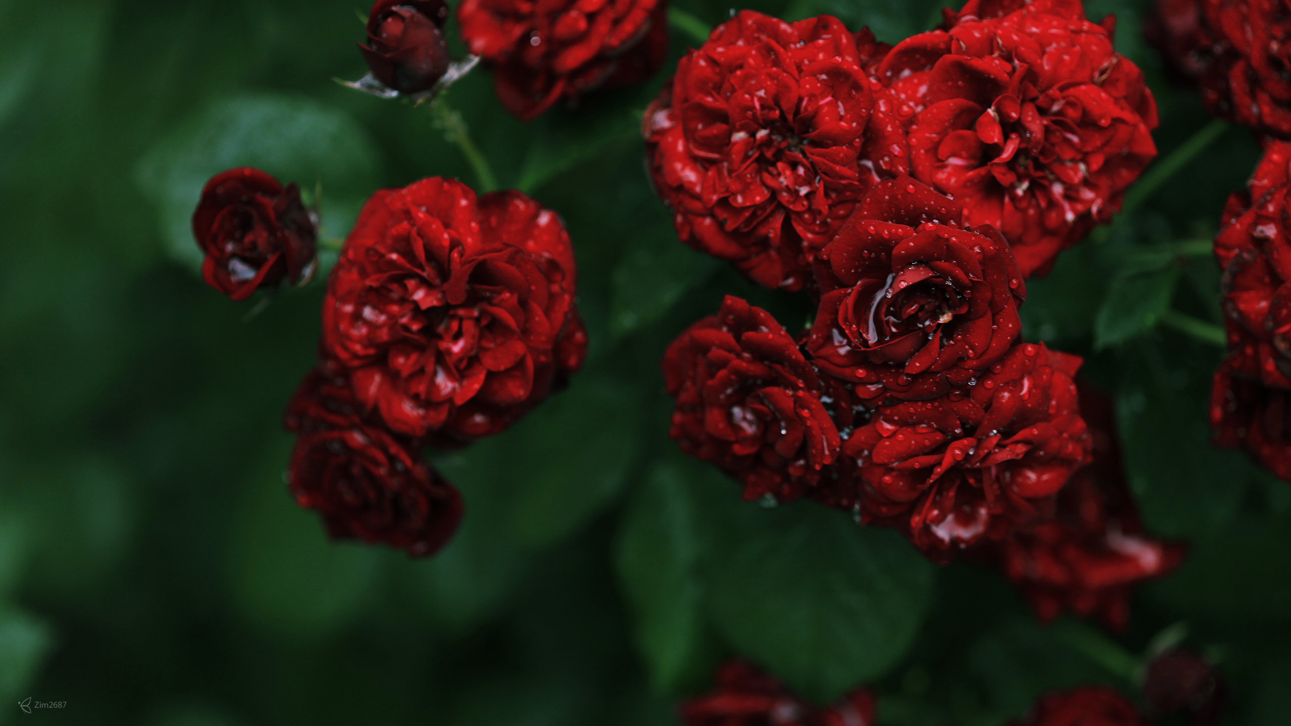 roses, Flowers, Drops Wallpaper
