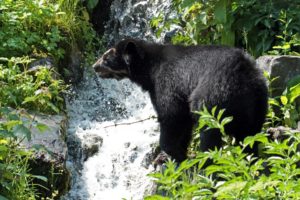 spectacled, Bear, Brook, Waterfall