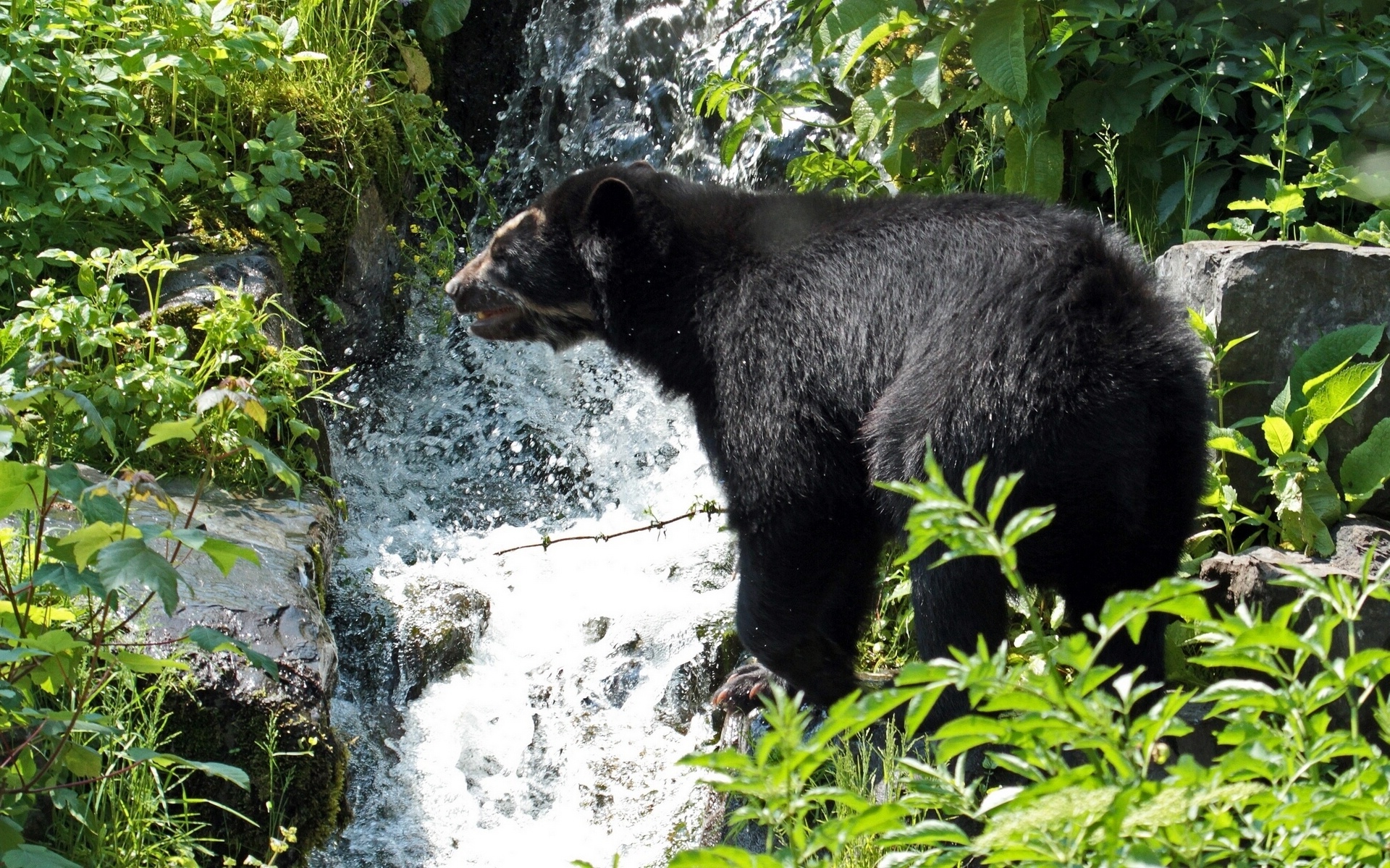 spectacled, Bear, Brook, Waterfall Wallpaper