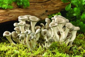 mushrooms, Moss, Pine, Needles, Tree