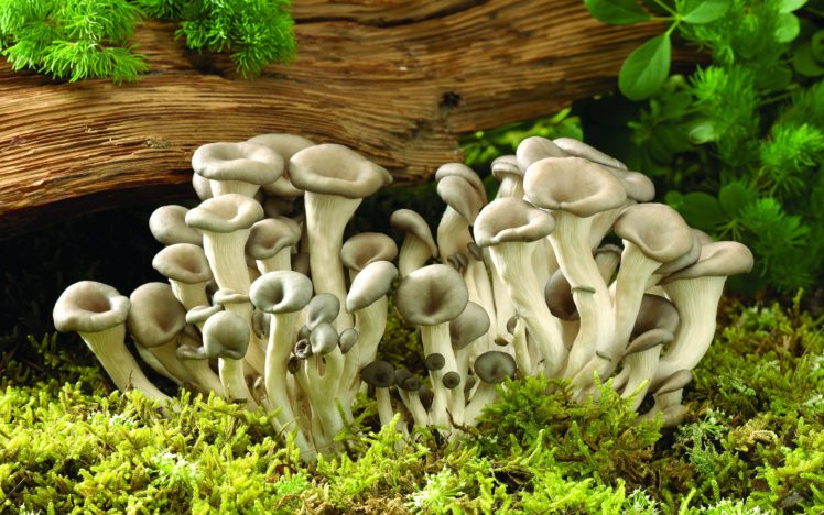 mushrooms, Moss, Pine, Needles, Tree HD Wallpaper Desktop Background