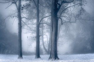 winter, Trees, Nature