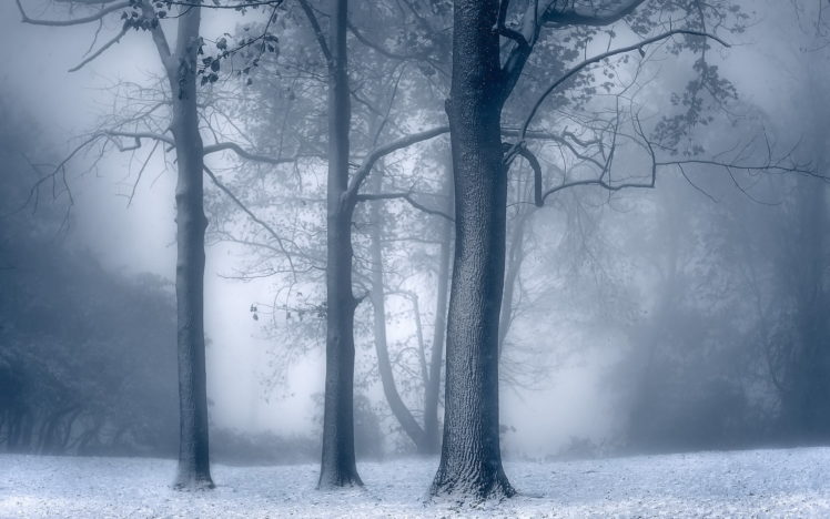 winter, Trees, Nature HD Wallpaper Desktop Background