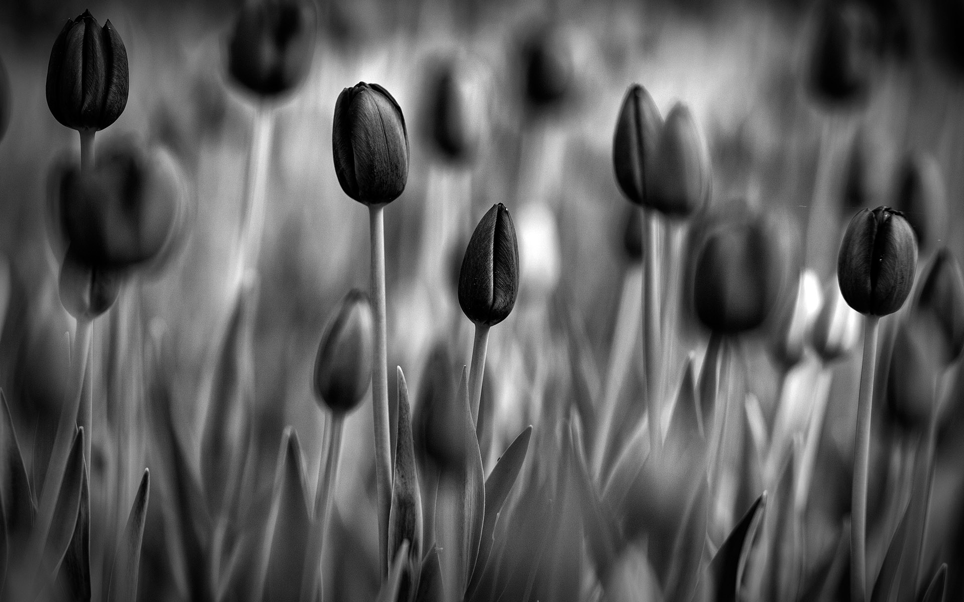 flowers, B w, Bokeh Wallpaper