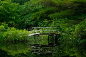 lake, Forest, Bridge, Nature, Garden, Reflection