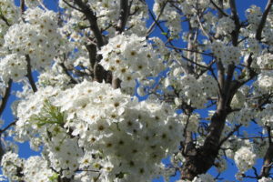 tree, Branches, Flowers, Blossom