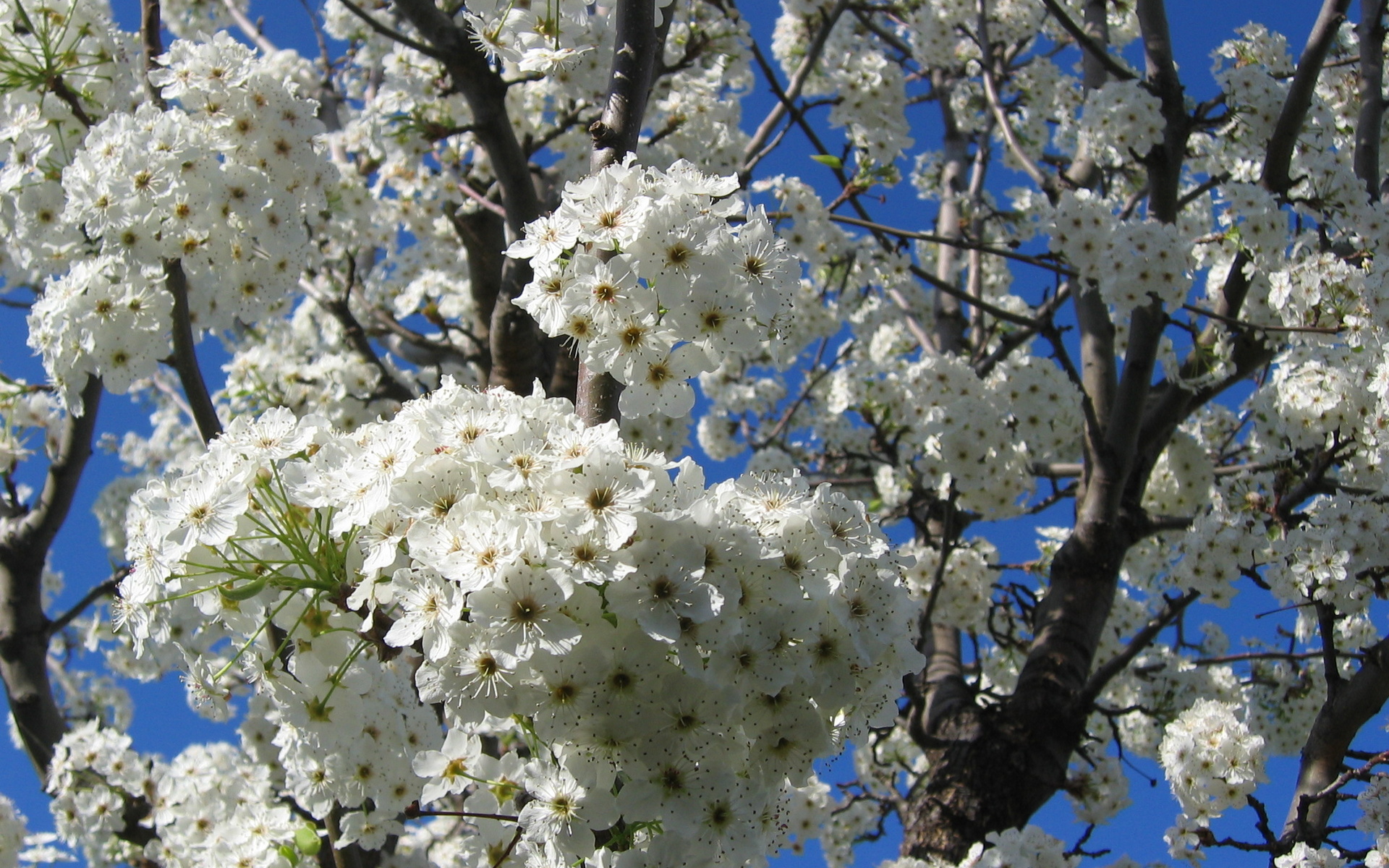 tree, Branches, Flowers, Blossom Wallpaper