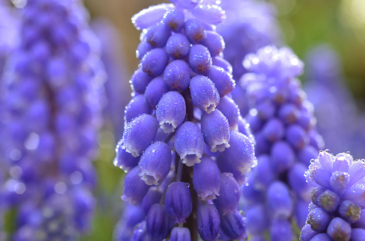 muscari, Blue, Flowers, Drops, Dew, Close up, Blur, Bokeh HD Wallpaper Desktop Background