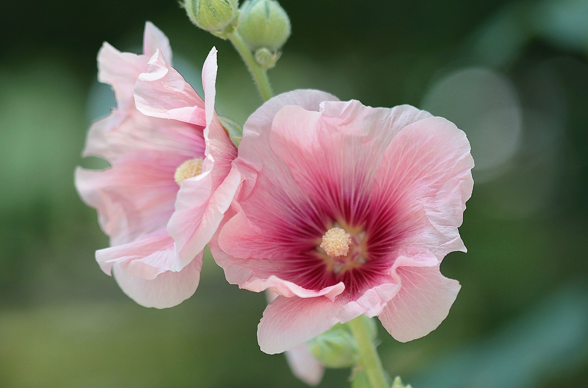 mallow, Stock rose, Mallow, Close up Wallpaper
