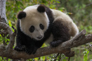 panda, Baby