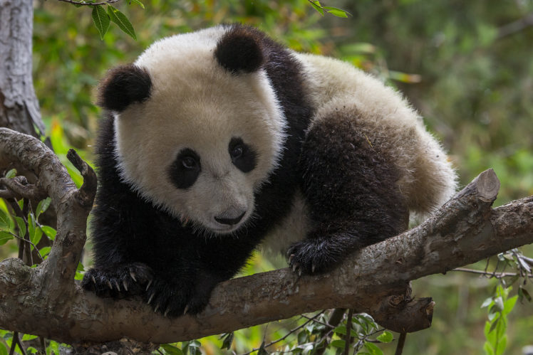 panda, Baby HD Wallpaper Desktop Background