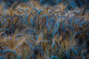 wheat, Selective, Coloring