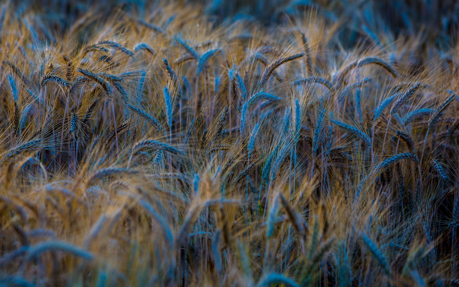 wheat, Selective, Coloring Wallpaper