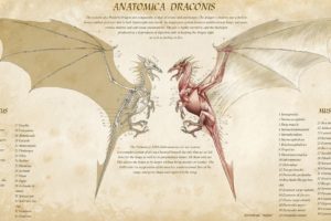 dragon, Anatomy
