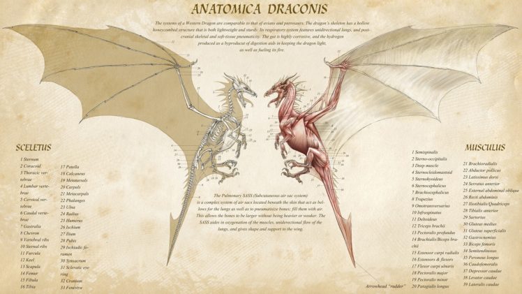 dragon, Anatomy HD Wallpaper Desktop Background