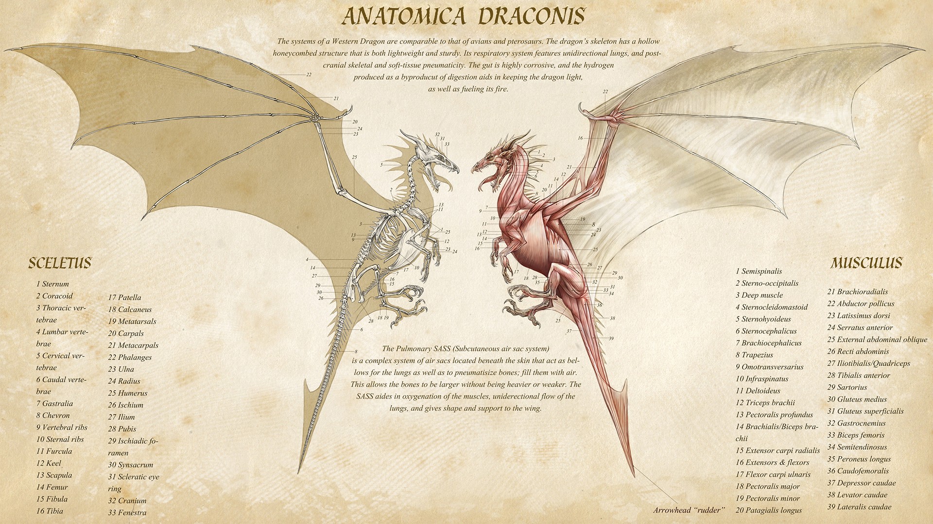 dragon, Anatomy Wallpaper