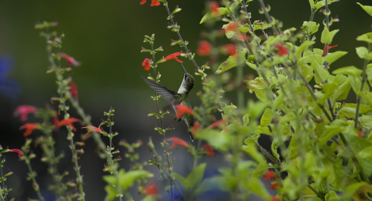 bird, Hummingbird, Macro, Nature, Flowers, Greenery, Blurring, Bokeh HD Wallpaper Desktop Background