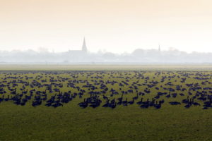 field, Birds, Mist, Nature, Landscape, Bokeh, Fog