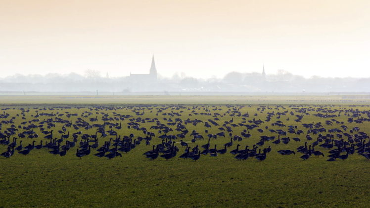 field, Birds, Mist, Nature, Landscape, Bokeh, Fog HD Wallpaper Desktop Background