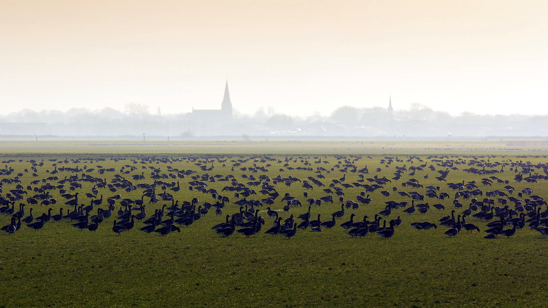 field, Birds, Mist, Nature, Landscape, Bokeh, Fog Wallpaper