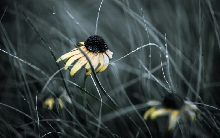 flowers, Nature, Macro, Drops, Bokeh HD Wallpaper Desktop Background