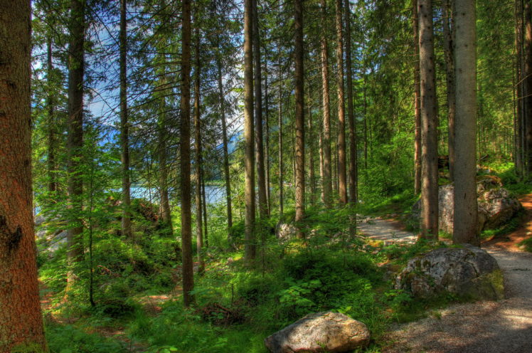 forest, Germany, Bavaria, Trees, Nature, Hdr HD Wallpaper Desktop Background