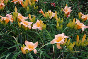 lilies, Orange, Flowers