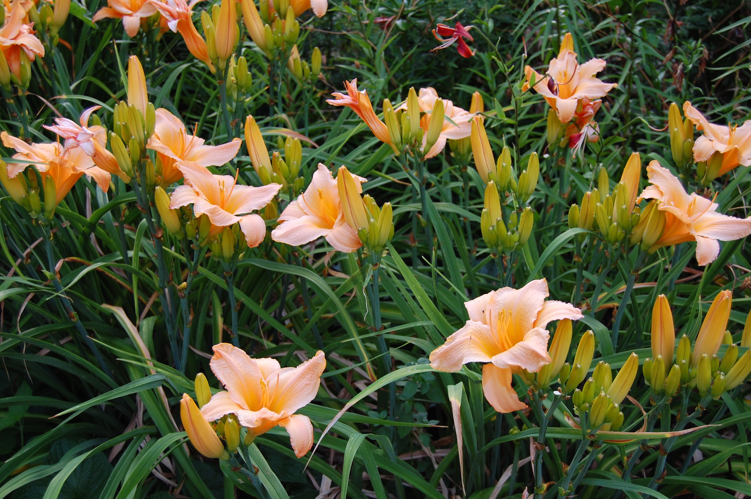 lilies, Orange, Flowers Wallpaper