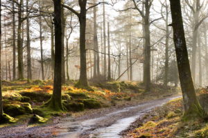 morning, Forest, Mist, Road, Autumn